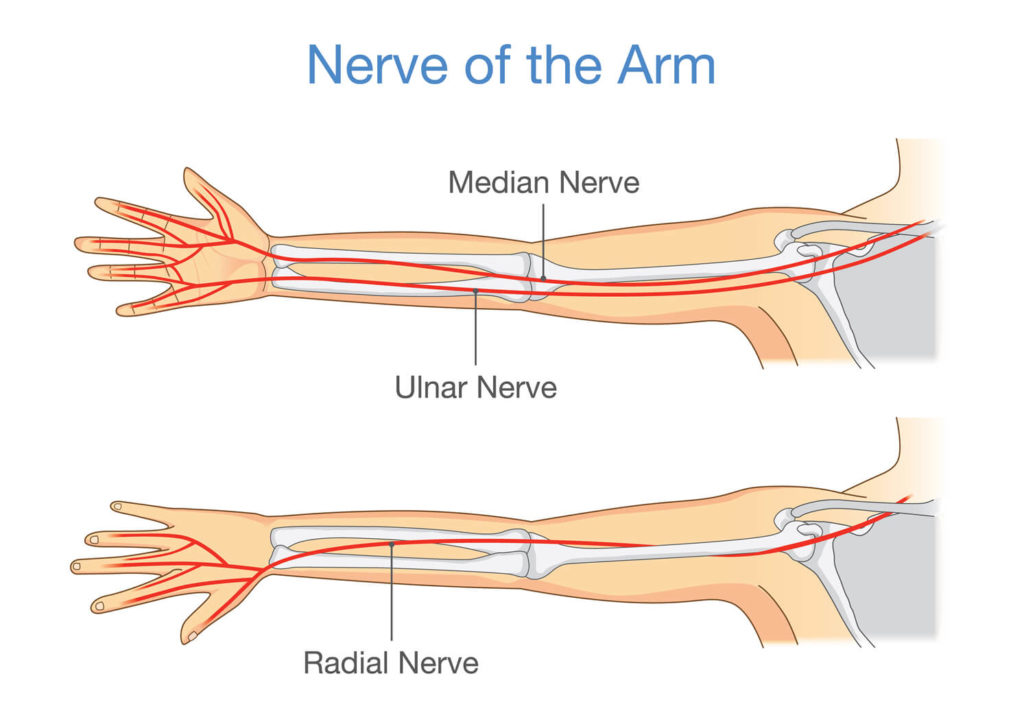 anatomy of the nerves of the arm