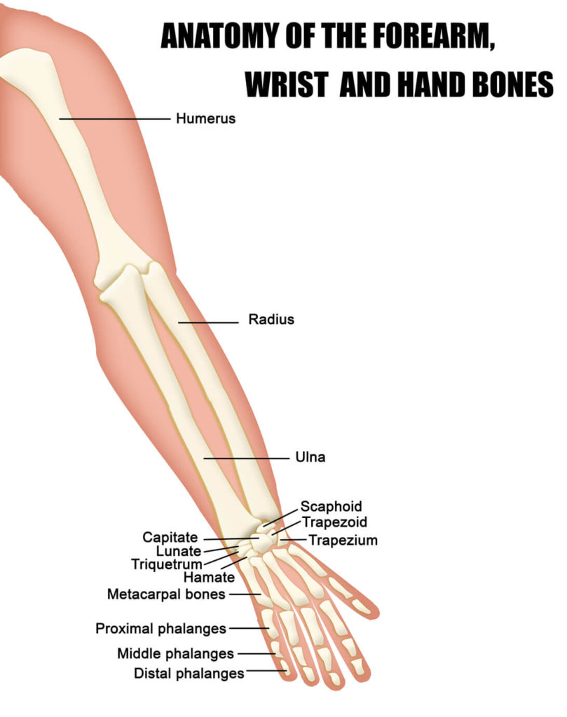 anatomy of the forearm, wrist, and hand bones